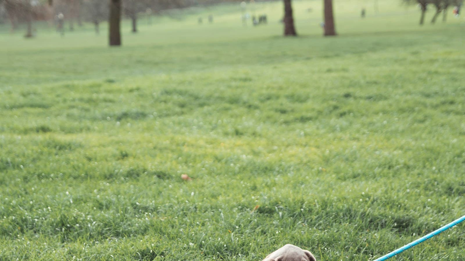 Pessoa passeando com um cão em um parque